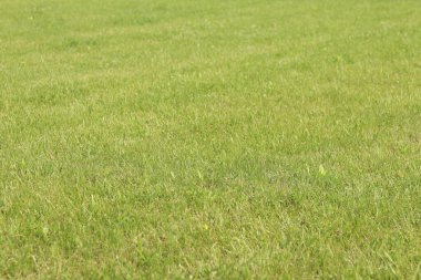 Çimlerin üzerinde yeşil çimenler. Seçici odaklı çimler. Doğa geçmişi. Çimleri budanmış çayır. Yaz dönemi. Çimenlikteki budanmış bitki