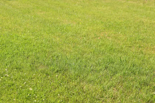 Çimlerin üzerinde yeşil çimenler. Seçici odaklı çimler. Doğa geçmişi. Çimleri budanmış çayır. Yaz dönemi. Çimenlikteki budanmış bitki