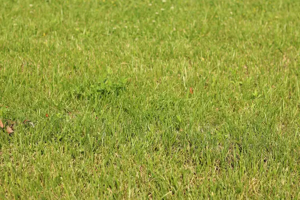 Çimlerin üzerinde yeşil çimenler. Seçici odaklı çimler. Doğa geçmişi. Çimleri budanmış çayır. Yaz dönemi. Çimenlikteki budanmış bitki