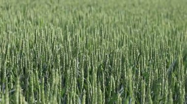 Olgunlaşmış buğday tarlası. Seçici odaklı olgunlaşmamış buğday kulakları. Yeşil buğday. Arka plan bulanık. Tarım