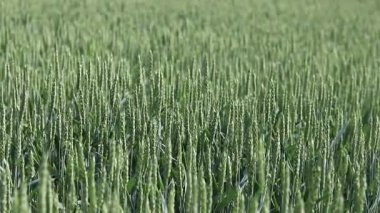 Olgunlaşmış buğday tarlası. Seçici odaklı olgunlaşmamış buğday kulakları. Yeşil buğday. Arka plan bulanık. Tarım