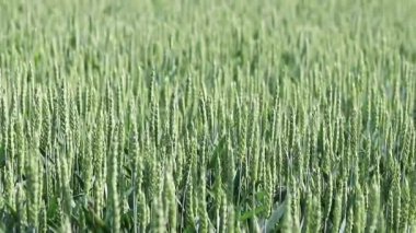 Olgunlaşmış buğday tarlası. Seçici odaklı olgunlaşmamış buğday kulakları. Yeşil buğday. Arka plan bulanık. Tarım