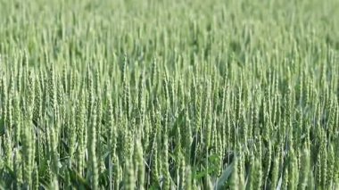 Olgunlaşmış buğday tarlası. Seçici odaklı olgunlaşmamış buğday kulakları. Yeşil buğday. Arka plan bulanık. Tarım