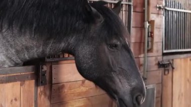 At kafası yakın çekim. At ahırda, ahırda. At kafasının ahırdan dikizlemesini kapat. Hayvan herif. Çiftlik