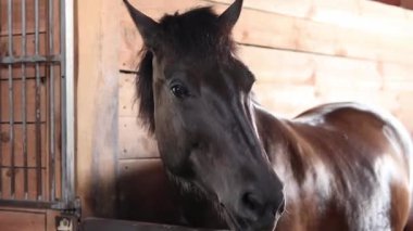 At kafası yakın çekim. At ahırda, ahırda. At kafasının ahırdan dikizlemesini kapat. Hayvan herif. Çiftlik
