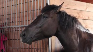 At kafası yakın çekim. At ahırda, ahırda. At kafasının ahırdan dikizlemesini kapat. Hayvan herif. Çiftlik