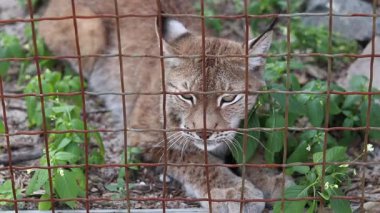 Beremitske Köyü, Ukrayna - 08 Haziran 2025: Lynx bir kafeste. Beremitske Doğa Parkı 'nın bölgesindeki bir hayvanat bahçesindeki vahşi kedi. Esaret altındaki vahşi hayvanlar. Luchs bir kafesin arkasında