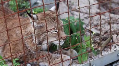 Beremitske Köyü, Ukrayna - 08 Haziran 2025: Lynx bir kafeste. Beremitske Doğa Parkı 'nın bölgesindeki bir hayvanat bahçesindeki vahşi kedi. Esaret altındaki vahşi hayvanlar. Luchs bir kafesin arkasında