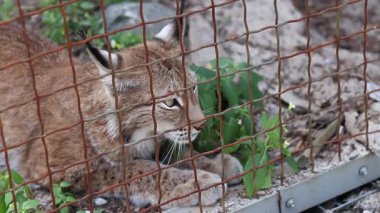 Beremitske Köyü, Ukrayna - 08 Haziran 2025: Lynx bir kafeste. Beremitske Doğa Parkı 'nın bölgesindeki bir hayvanat bahçesindeki vahşi kedi. Esaret altındaki vahşi hayvanlar. Luchs bir kafesin arkasında