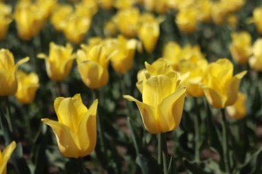 Sarı lale tarlası. Çiçekli bahar arkaplanı. Sarı çiçekli bir açıklık. Parlak renkli laleler. Manzara. Doğa arkaplanı