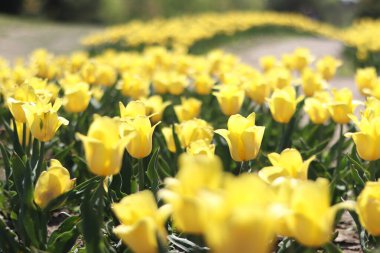 Sarı lale tarlası. Çiçekli bahar arkaplanı. Sarı çiçekli bir açıklık. Parlak renkli laleler. Manzara. Doğa arkaplanı