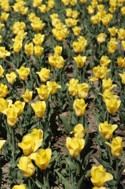 Sarı lale tarlası. Çiçekli bahar arkaplanı. Sarı çiçekli bir açıklık. Parlak renkli laleler. Manzara. Doğa arkaplanı