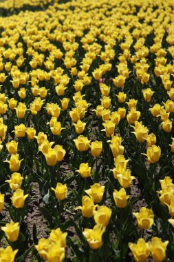 Sarı lale tarlası. Çiçekli bahar arkaplanı. Sarı çiçekli bir açıklık. Parlak renkli laleler. Manzara. Doğa arkaplanı