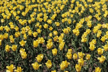 Sarı lale tarlası. Çiçekli bahar arkaplanı. Sarı çiçekli bir açıklık. Parlak renkli laleler. Manzara. Doğa arkaplanı