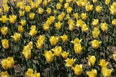 Sarı lale tarlası. Çiçekli bahar arkaplanı. Sarı çiçekli bir açıklık. Parlak renkli laleler. Manzara. Doğa arkaplanı
