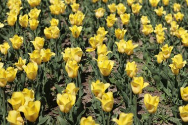 Sarı lale tarlası. Çiçekli bahar arkaplanı. Sarı çiçekli bir açıklık. Parlak renkli laleler. Manzara. Doğa arkaplanı