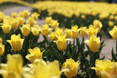 Sarı lale tarlası. Çiçekli bahar arkaplanı. Sarı çiçekli bir açıklık. Parlak renkli laleler. Manzara. Doğa arkaplanı