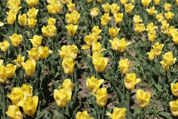Sarı lale tarlası. Çiçekli bahar arkaplanı. Sarı çiçekli bir açıklık. Parlak renkli laleler. Manzara. Doğa arkaplanı