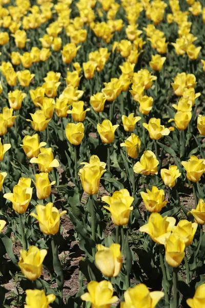 Sarı lale tarlası. Çiçekli bahar arkaplanı. Sarı çiçekli bir açıklık. Parlak renkli laleler. Manzara. Doğa arkaplanı