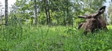 Beremitskoe Köyü, Ukrayna - Haziran 08, 2025: Yakın plan bir geyik portresi. Geyik ormanın arka planında çimlerin üzerinde dinleniyor. Vahşi yaşam. Kocaman vahşi bir geyiğin portresi.