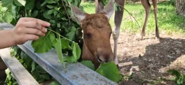 Ukrayna 'nın Beremitskoe köyü - Haziran 08, 2025: Bir geyik ailesi ağaç dallarından yaprak yiyor. Geyik suratlılara yakın çekim. Çitlerle çevrili bir bölgenin yakınında küçük bir geyik yavrusu. Doğa Parkı. Otçullar
