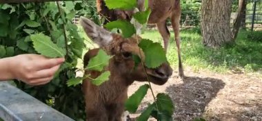Ukrayna 'nın Beremitskoe köyü - Haziran 08, 2025: Bir geyik ailesi ağaç dallarından yaprak yiyor. Geyik suratlılara yakın çekim. Çitlerle çevrili bir bölgenin yakınında küçük bir geyik yavrusu. Doğa Parkı. Otçullar