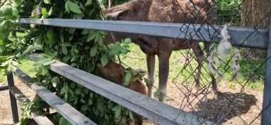Ukrayna 'nın Beremitskoe köyü - Haziran 08, 2025: Bir geyik ailesi ağaç dallarından yaprak yiyor. Geyik suratlılara yakın çekim. Çitlerle çevrili bir bölgenin yakınında küçük bir geyik yavrusu. Doğa Parkı. Otçullar