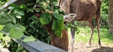 Ukrayna 'nın Beremitskoe köyü - Haziran 08, 2025: Bir geyik ailesi ağaç dallarından yaprak yiyor. Geyik suratlılara yakın çekim. Çitlerle çevrili bir bölgenin yakınında küçük bir geyik yavrusu. Doğa Parkı. Otçullar