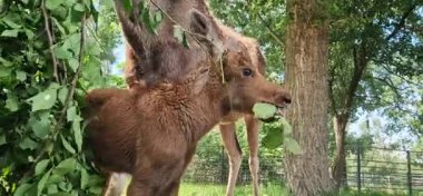 Ukrayna 'nın Beremitskoe köyü - Haziran 08, 2025: Bir geyik ailesi ağaç dallarından yaprak yiyor. Geyik suratlılara yakın çekim. Çitlerle çevrili bir bölgenin yakınında küçük bir geyik yavrusu. Doğa Parkı. Otçullar