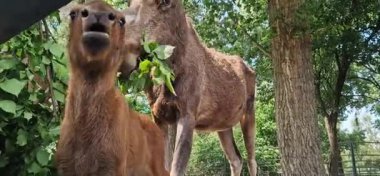 Ukrayna 'nın Beremitskoe köyü - Haziran 08, 2025: Bir geyik ailesi ağaç dallarından yaprak yiyor. Geyik suratlılara yakın çekim. Çitlerle çevrili bir bölgenin yakınında küçük bir geyik yavrusu. Doğa Parkı. Otçullar