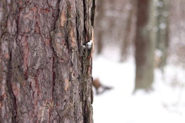 Çam ağacının kabuğuna yakın çekim, kışın ormandaki ağaç. Doğal arka plan için ağaç. Ayrıntılar. Arka planı bulanık olan çam ağacına odaklan. Ormanda kış