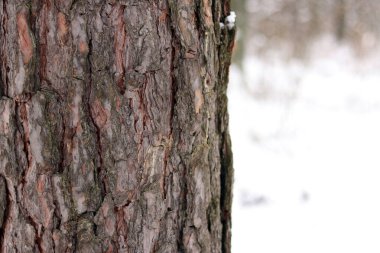 Çam ağacının kabuğuna yakın çekim, kışın ormandaki ağaç. Doğal arka plan için ağaç. Ayrıntılar. Arka planı bulanık olan çam ağacına odaklan. Ormanda kış