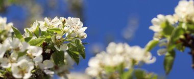 Armut çiçeği. Mavi gökyüzüne karşı beyaz çiçeklerle açan ağaç. Bahar. Armut üzerinde beyaz çiçekler. Doğa geçmişi. Meyve ağacı çiçekleri. Beyaz çiçekler. Çiçek açan bir armut dalı. Bahar arkaplanı