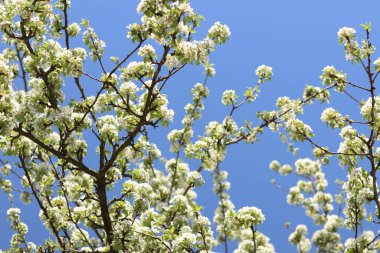 Armut çiçeği. Mavi gökyüzüne karşı beyaz çiçeklerle açan ağaç. Bahar. Armut üzerinde beyaz çiçekler. Doğa geçmişi. Meyve ağacı çiçekleri. Beyaz çiçekler. Çiçek açan bir armut dalı. Bahar arkaplanı