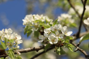 Armut çiçeği. Mavi gökyüzüne karşı beyaz çiçeklerle açan ağaç. Bahar. Armut üzerinde beyaz çiçekler. Doğa geçmişi. Meyve ağacı çiçekleri. Beyaz çiçekler. Çiçek açan bir armut dalı. Bahar arkaplanı