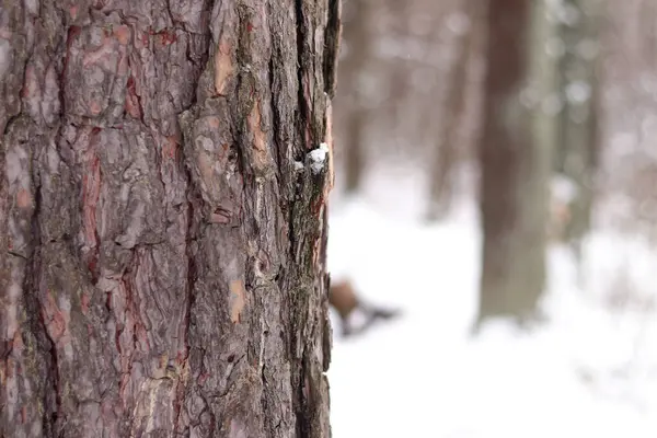 Çam ağacının kabuğuna yakın çekim, kışın ormandaki ağaç. Doğal arka plan için ağaç. Ayrıntılar. Arka planı bulanık olan çam ağacına odaklan. Ormanda kış