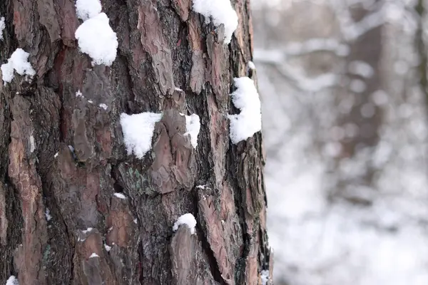 Çam ağacının kabuğuna yakın çekim, kışın ormandaki ağaç. Doğal arka plan için ağaç. Ayrıntılar. Arka planı bulanık olan çam ağacına odaklan. Ormanda kış