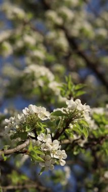 Armut çiçeği. Mavi gökyüzüne karşı beyaz çiçeklerle açan ağaç. Bahar. Armut üzerinde beyaz çiçekler. Doğa geçmişi. Meyve ağacı çiçekleri. Beyaz çiçekler. Çiçek açan bir armut dalı. Bahar arkaplanı