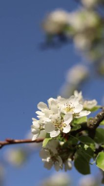 Armut çiçeği. Mavi gökyüzüne karşı beyaz çiçeklerle açan ağaç. Bahar. Armut üzerinde beyaz çiçekler. Doğa geçmişi. Meyve ağacı çiçekleri. Beyaz çiçekler. Çiçek açan bir armut dalı. Bahar arkaplanı