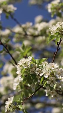 Armut çiçeği. Mavi gökyüzüne karşı beyaz çiçeklerle açan ağaç. Bahar. Armut üzerinde beyaz çiçekler. Doğa geçmişi. Meyve ağacı çiçekleri. Beyaz çiçekler. Çiçek açan bir armut dalı. Bahar arkaplanı