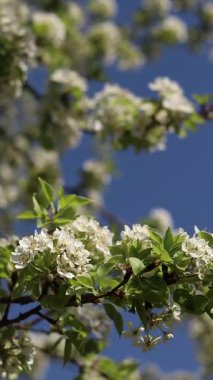 Armut çiçeği. Mavi gökyüzüne karşı beyaz çiçeklerle açan ağaç. Bahar. Armut üzerinde beyaz çiçekler. Doğa geçmişi. Meyve ağacı çiçekleri. Beyaz çiçekler. Çiçek açan bir armut dalı. Bahar arkaplanı