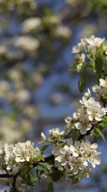 Armut çiçeği. Mavi gökyüzüne karşı beyaz çiçeklerle açan ağaç. Bahar. Armut üzerinde beyaz çiçekler. Doğa geçmişi. Meyve ağacı çiçekleri. Beyaz çiçekler. Çiçek açan bir armut dalı. Bahar arkaplanı