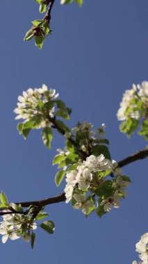 Armut çiçeği. Mavi gökyüzüne karşı beyaz çiçeklerle açan ağaç. Bahar. Armut üzerinde beyaz çiçekler. Doğa geçmişi. Meyve ağacı çiçekleri. Beyaz çiçekler. Çiçek açan bir armut dalı. Bahar arkaplanı
