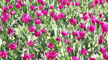 Laleler çiçek açıyor. Güneşli bir günde güzel pembe laleler. Doğal çiçek geçmişi var. Lale tarlası. Parktaki parlak çiçekler.