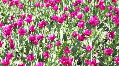 Laleler çiçek açıyor. Güneşli bir günde güzel pembe laleler. Doğal çiçek geçmişi var. Lale tarlası. Parktaki parlak çiçekler.