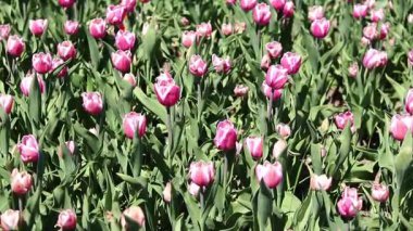 Laleler çiçek açıyor. Güneşli bir günde güzel pembe laleler. Doğal çiçek geçmişi var. Lale tarlası. Parktaki parlak çiçekler.