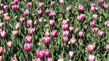 Laleler çiçek açıyor. Güneşli bir günde güzel pembe laleler. Doğal çiçek geçmişi var. Lale tarlası. Parktaki parlak çiçekler.