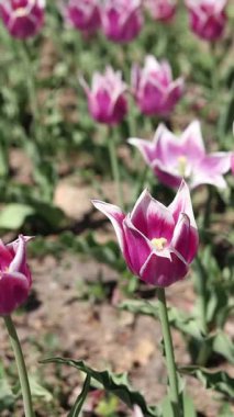 Laleler çiçek açıyor. Güneşli bir günde güzel pembe laleler. Doğal çiçek geçmişi var. Lale tarlası. Parktaki parlak çiçekler.