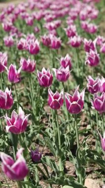 Laleler çiçek açıyor. Güneşli bir günde güzel pembe laleler. Doğal çiçek geçmişi var. Lale tarlası. Parktaki parlak çiçekler.