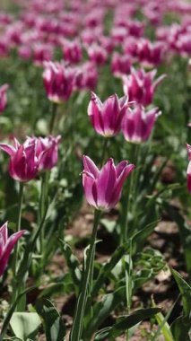 Laleler çiçek açıyor. Güneşli bir günde güzel pembe laleler. Doğal çiçek geçmişi var. Lale tarlası. Parktaki parlak çiçekler.